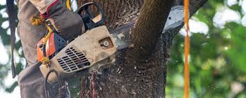 Best Hazardous Tree Removal  in Cedar Lake, IN